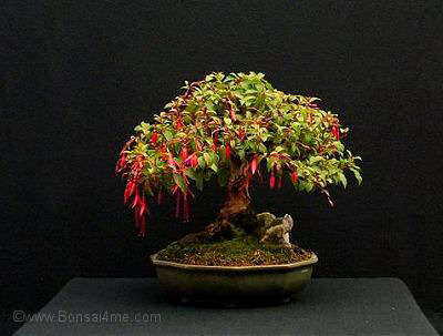 Fuchsia bonsai